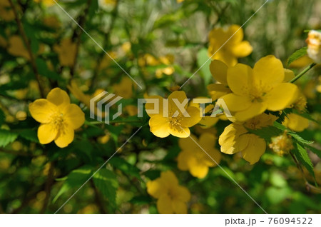 ヤマブキの花 ヤマブキの花 76094522