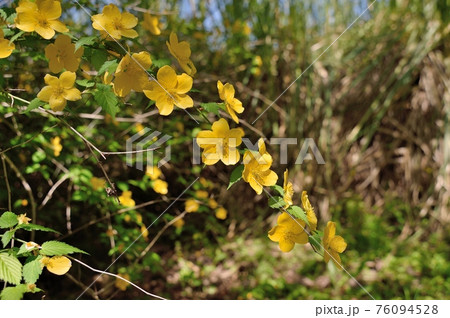 ヤマブキの花 76094528