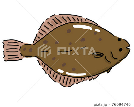 カレイのイラスト素材 カレイのイラスト素材