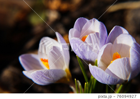 Signs of spring Crocus Vernus Signs of spring Crocus Vernus 76094927