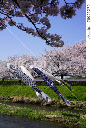 板屋川の桜堤と鯉のぼり 76095279