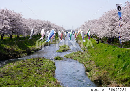 板屋川の桜堤と鯉のぼり 76095281