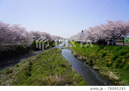 板屋川の桜堤と鯉のぼり 76095283
