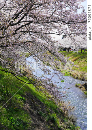 満開の板屋川の桜堤 76095375