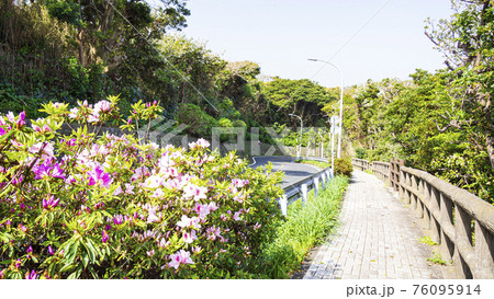 湘南三浦半島の最南端神奈川県三浦市城ヶ島の春 湘南三浦半島の最南端神奈川県三浦市城ヶ島の春 76095914