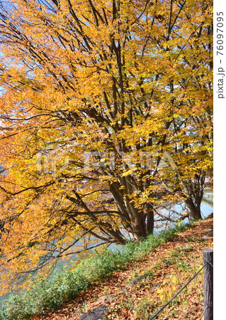 秋の紅葉が美しい霞城公園 秋の紅葉が美しい霞城公園 76097095