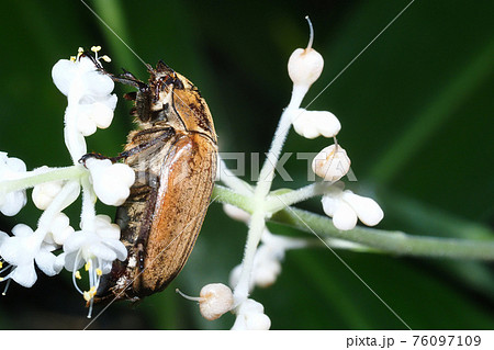 ヤブミョウガの花に止まるコフキコガネ 76097109
