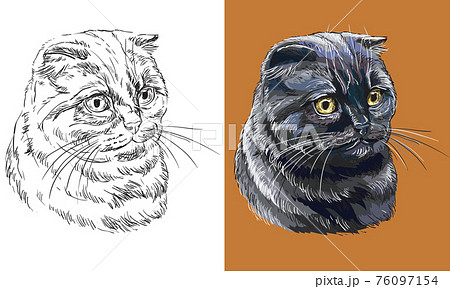 Vector illustration portrait of black Scottish Fold cat Vector illustration portrait of black Scottish Fold cat 76097154