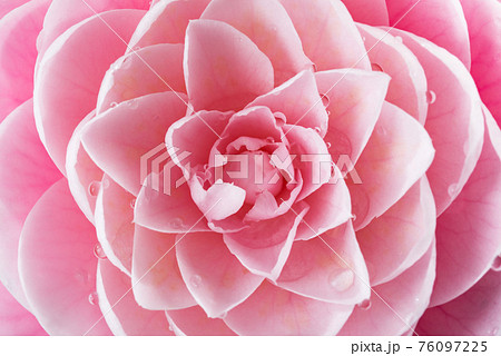 クローズアップされた牡丹の花びら クローズアップされた牡丹の花びら 76097225