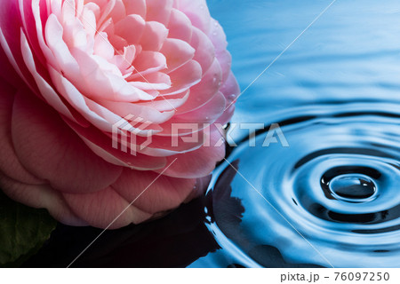 牡丹の花と水のイメージ（青い背景） 76097250