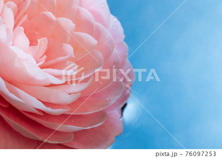 水に浮かぶ牡丹の花のイメージ（青い背景） 76097253
