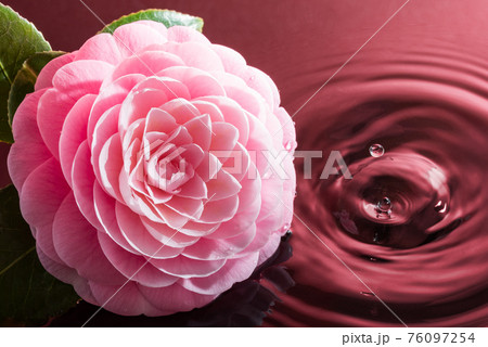牡丹の花と水のイメージ(赤い背景) 牡丹の花と水のイメージ(赤い背景) 76097254