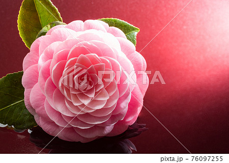 牡丹の花と水のイメージ（赤い背景） 76097255