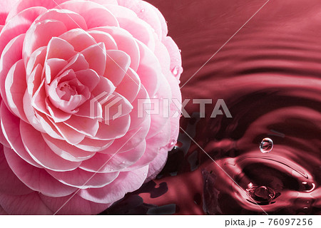 牡丹の花と水のイメージ（赤い背景） 76097256