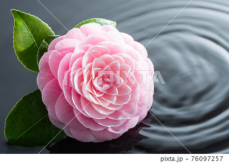水に浮かぶ牡丹の花のイメージ（背景グレー） 76097257