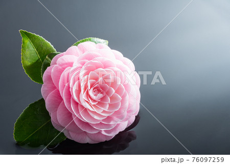 水に浮かぶ牡丹の花のイメージ（背景グレー） 76097259