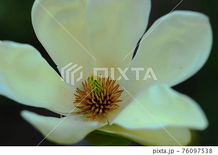 3月 調布988マグノリア(エリザベス)・モクレン科・京王フローラルガーデンアンジェ 3月 調布988マグノリア(エリザベス)・モクレン科・京王フローラルガーデンアンジェ 76097538