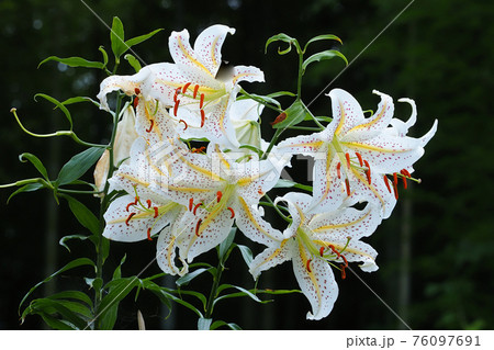 ヤマユリの花 ヤマユリの花 76097691