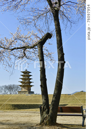春 桜 花 76097954