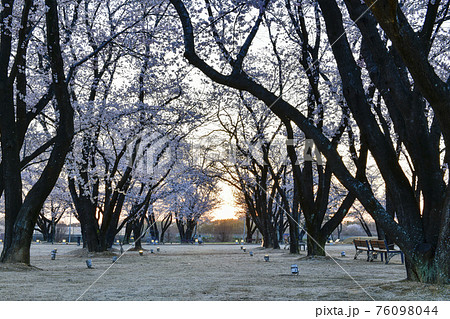 春 桜 日没 76098044