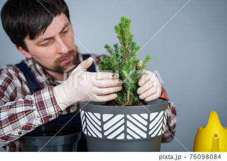 Hands of male gardener transplant small fir tree into new pot in studio on gray background. Gardening and care of domestic plants. Transplanting houseplant spruce from small to large pot at home Hands of male gardener transplant small fir tree into new pot in studio on gray background. Gardening and care of domestic plants. Transplanting houseplant spruce from small to large pot at home 76098084