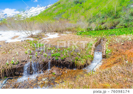初夏の栂池自然園の水芭蕉 【長野県】 初夏の栂池自然園の水芭蕉 【長野県】 76098174