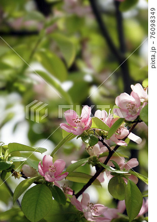 カリンのピンクのカレンな花 カリンのピンクのカレンな花 76098349