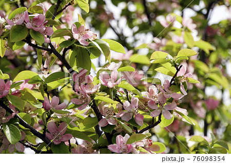 ピンクのカレンなカリンの花の写真素材