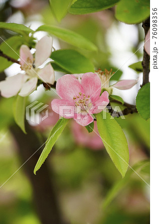 カリンのピンクのカレンな花の写真素材