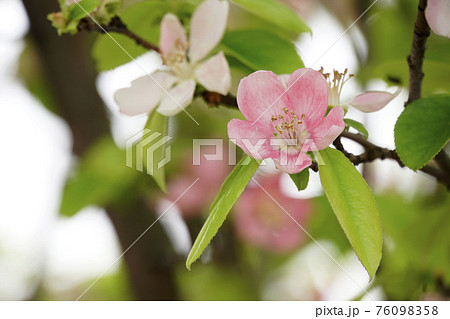 ピンクのカレンなカリンの花 76098358