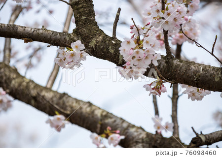 滋賀県長浜市の奥びわこパークウェイの満開の桜、お花見、春、季節【3月】 滋賀県長浜市の奥びわこパークウェイの満開の桜、お花見、春、季節【3月】 76098460