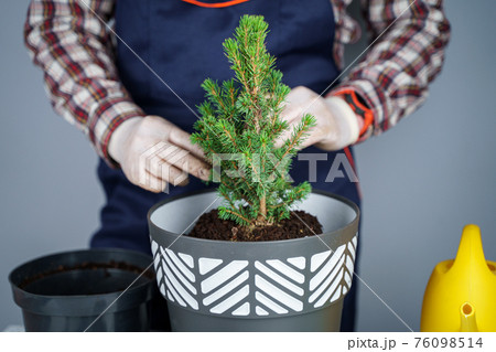 Gardening concept. Transplanting and seeding new plants fir-tree. Closeup on hands and pots. Man gardener transplants houseplant Conic spruce in new pot inside on the background of a gray wall 76098514