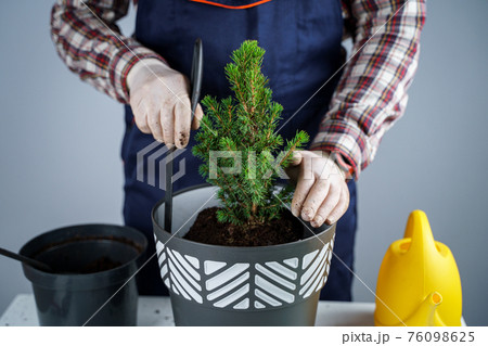 Gardening concept. Transplanting and seeding new plants fir-tree. Closeup on hands and pots. Man gardener transplants houseplant Conic spruce in new pot inside on the background of a gray wall 76098625