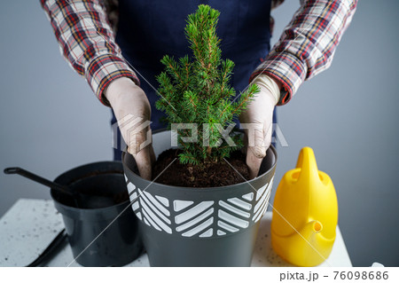Hands of male gardener transplant small fir tree into new pot in studio on gray background. Gardening and care of domestic plants. Transplanting houseplant spruce from small to large pot at home Hands of male gardener transplant small fir tree into new pot in studio on gray background. Gardening and care of domestic plants. Transplanting houseplant spruce from small to large pot at home 76098686