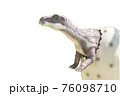 恐竜の写真【白バック＆メッセージスペース】 76098710