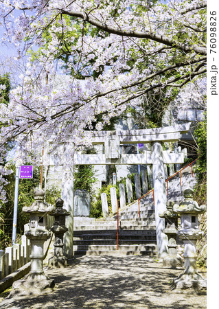 境内に咲き誇る満開の桜が美しい愛宕神社（福岡県福岡市） 76098826