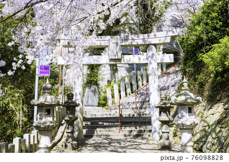 境内に咲き誇る満開の桜が美しい愛宕神社（福岡県福岡市） 76098828
