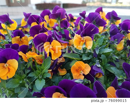 春を感じるお花 春を感じるお花 76099015