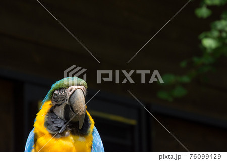 ルリコンゴウインコ 76099429