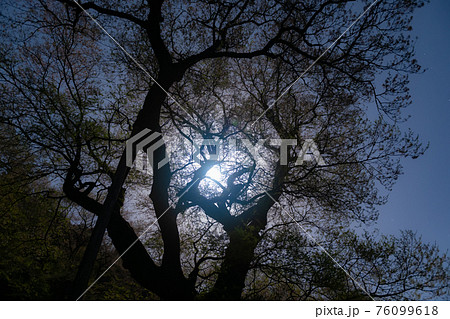 月夜のひょうたん桜 76099618