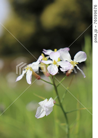 春の草花 ハマダイコン 春の草花 ハマダイコン 76099676