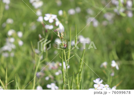 春の草花　ハマダイコンとテントウムシ 76099678
