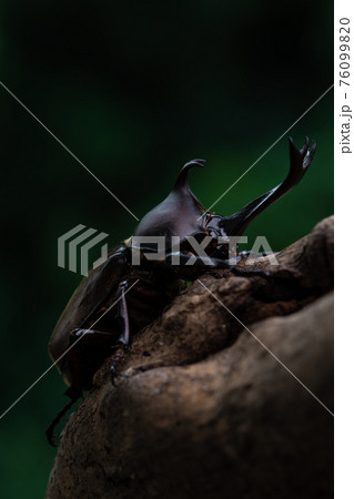 森で木にしがみ付くオスのカブトム 森で木にしがみ付くオスのカブトム 76099820