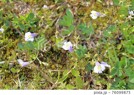 春の草花　トキワハゼ 76099875