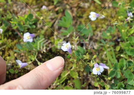 春の草花 トキワハゼ 春の草花 トキワハゼ 76099877