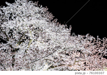 夜桜 ソメイヨシノの春の夜間ライトアップ 栗林公園の写真素材