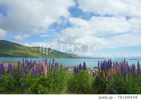 ニュージーランド・善き羊飼いの教会 76100449