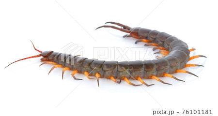 Centipede isolated on white background Centipede isolated on white background 76101181