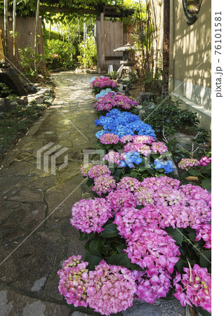 誘うアジサイ、花風景-2 誘うアジサイ、花風景-2 76101581