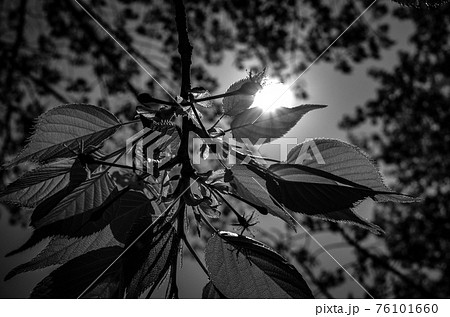 木漏れ日 76101660